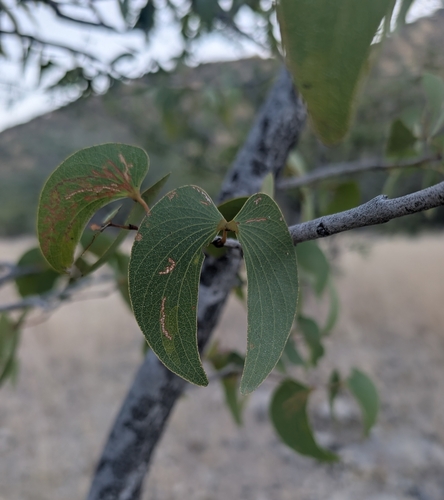 Mopane