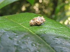 Wagneriana dimastophora