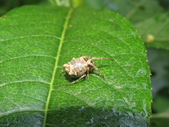 Wagneriana dimastophora