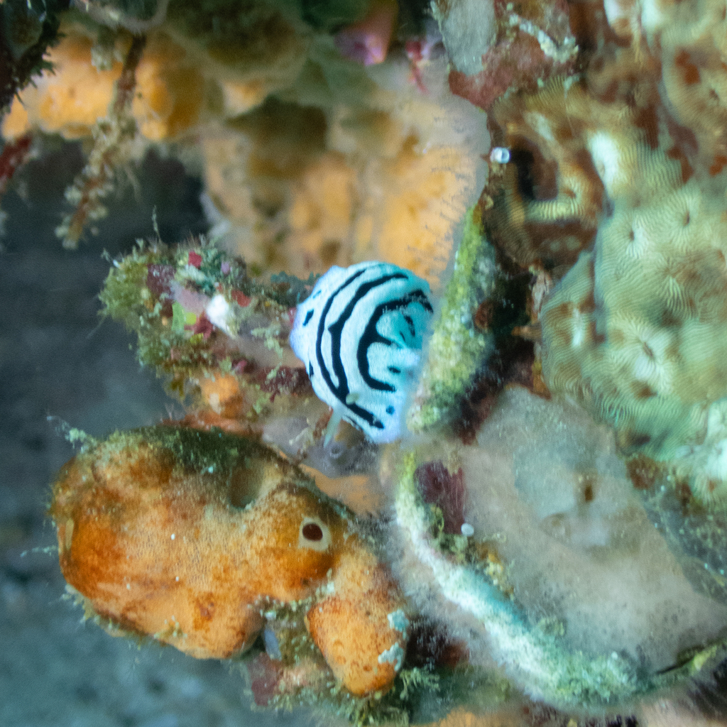Blue Sphinx Nudibranch