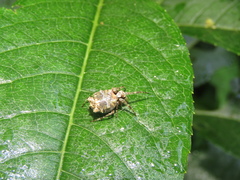 Wagneriana dimastophora