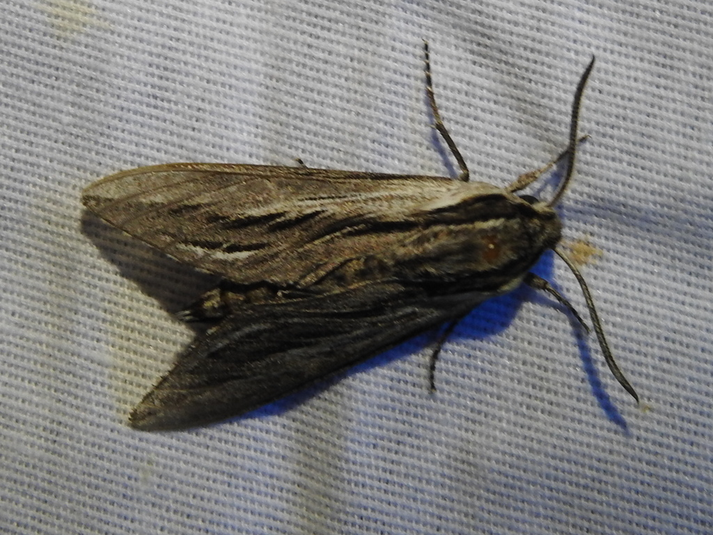 Sphinx vanbuskirki