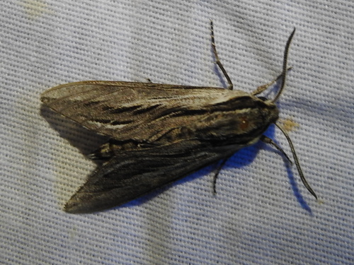 Sphinx vanbuskirki
