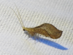 Lomamyia squamosa