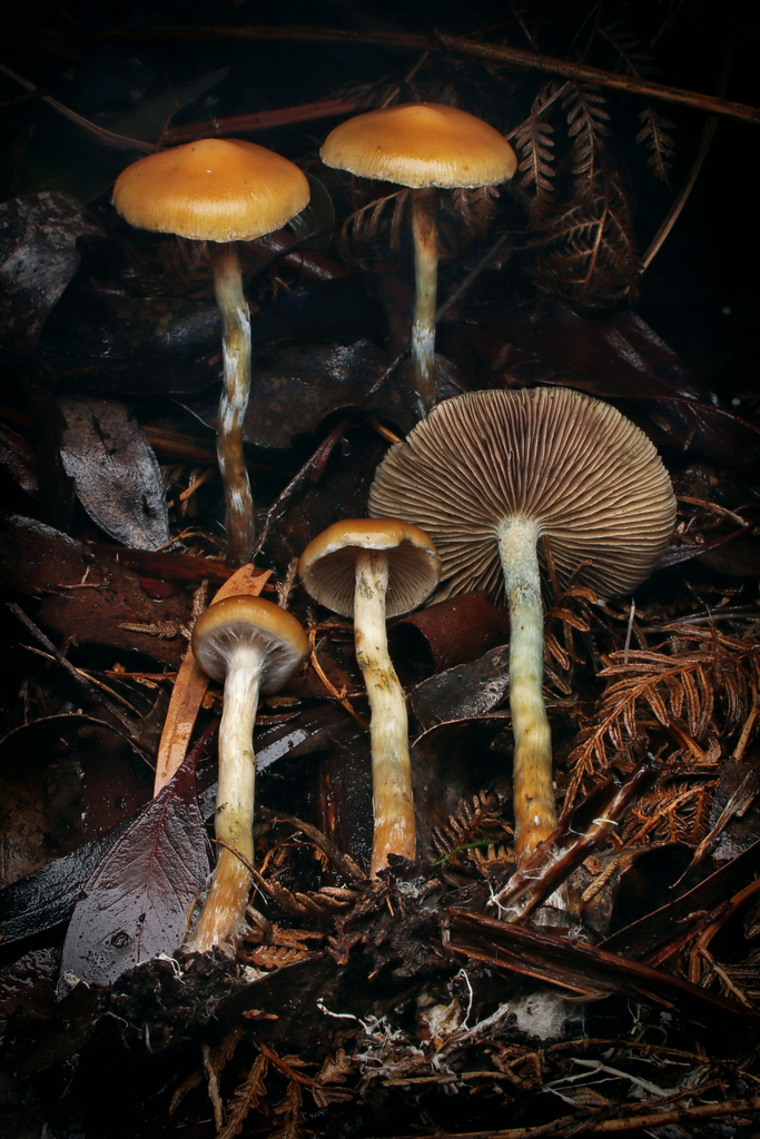 Psilocybe subaeruginosa