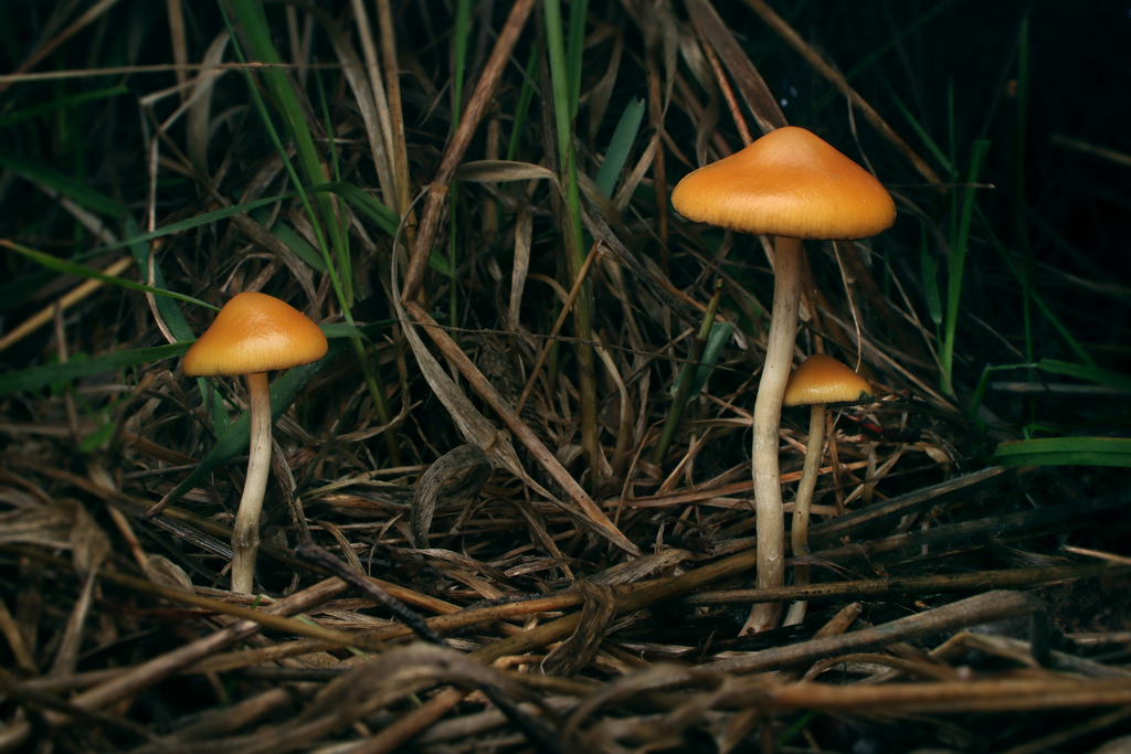 Psilocybe subaeruginosa · June 2025 · photo: © connor_margetts (iNaturalist, cc0)