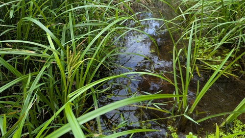 Carex nemostachys iNat (3)