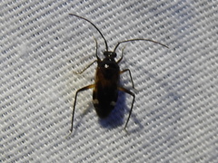 Eustictus