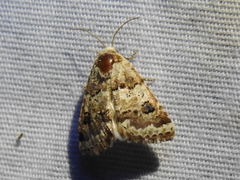 Schinia tertia
