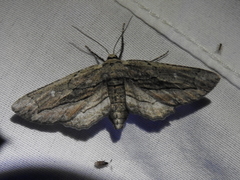 Holochroa dissociarius