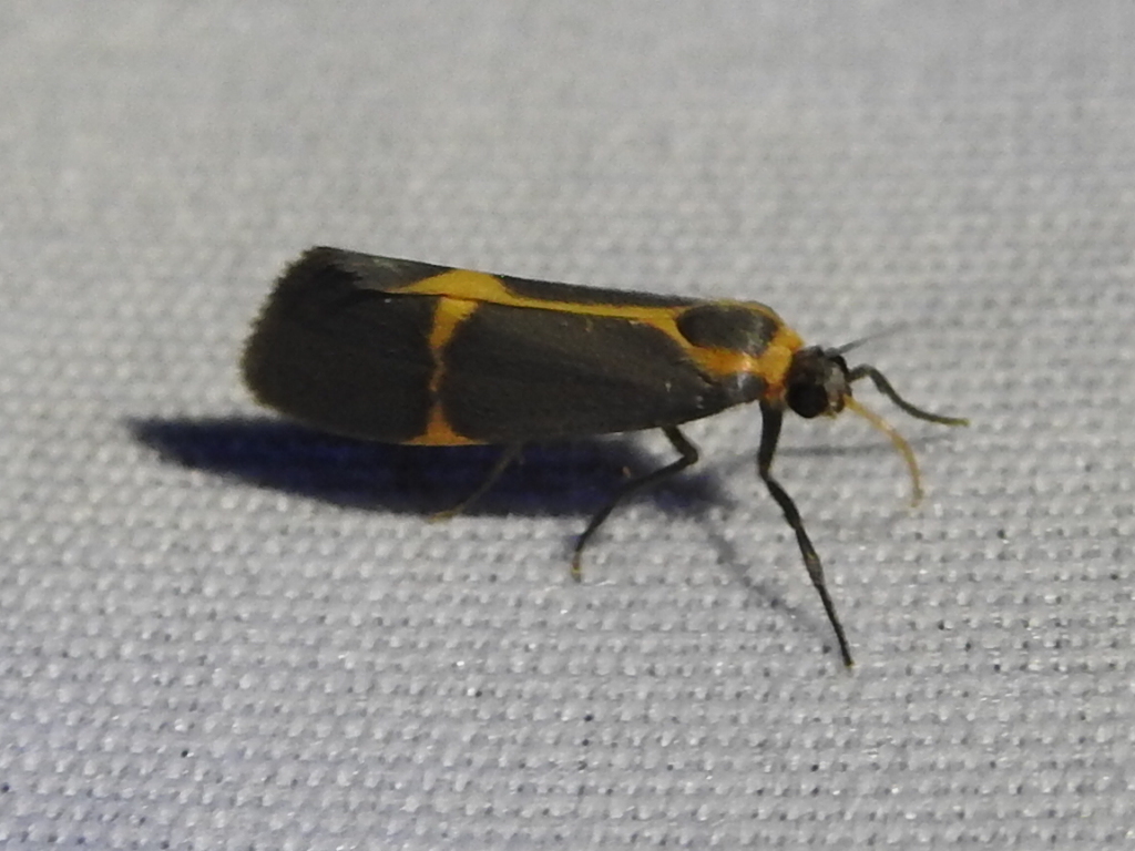 Barnes' Lichen Moth