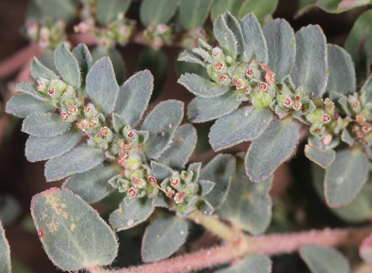 Euphorbia stictospora