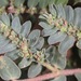 Euphorbia stictospora - Photo (c) Nathan Taylor, alguns direitos reservados (CC BY-NC), uploaded by Nathan Taylor