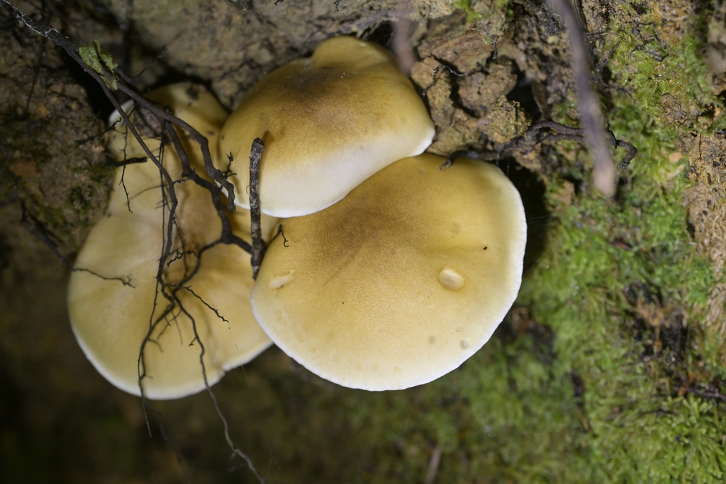 Tricholoma viridiolivaceum · June 2025 · photo: © christopherstephens (iNaturalist, cc-by)