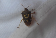 Oebalus