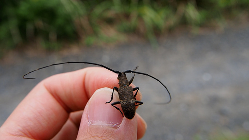 Monochamus subfasciatus