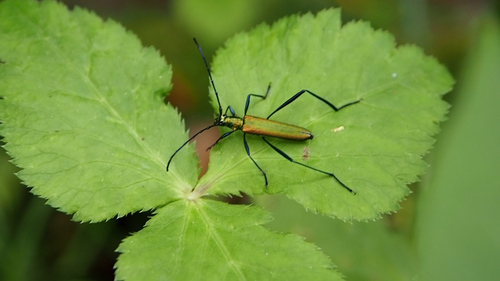 Chloridolum viride