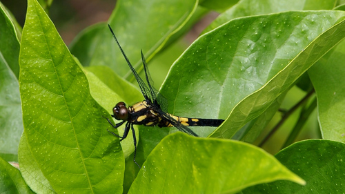 Greater Blue Skimmer