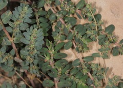 Euphorbia glyptosperma