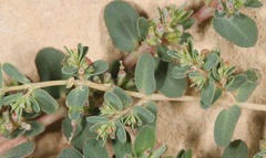 Euphorbia glyptosperma
