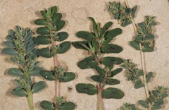 Euphorbia glyptosperma