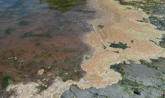 Noctiluca scintillans