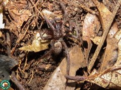 Xeropigo