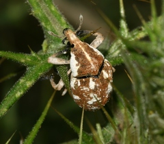 Larinus onopordi