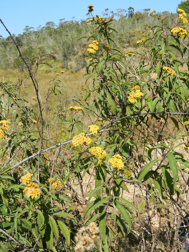 Psiadia salviifolia image