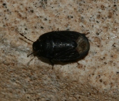 Ochetostethus