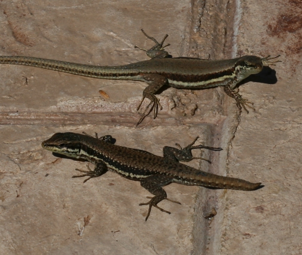 Troodos Wall Lizard