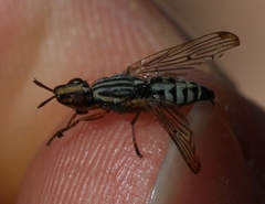 Dorycera