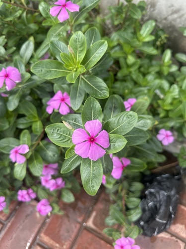 Madagascar Periwinkle