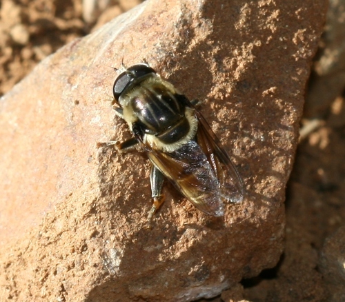 Merodon pruni