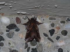 Callopistria placodoides