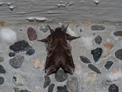 Callopistria placodoides