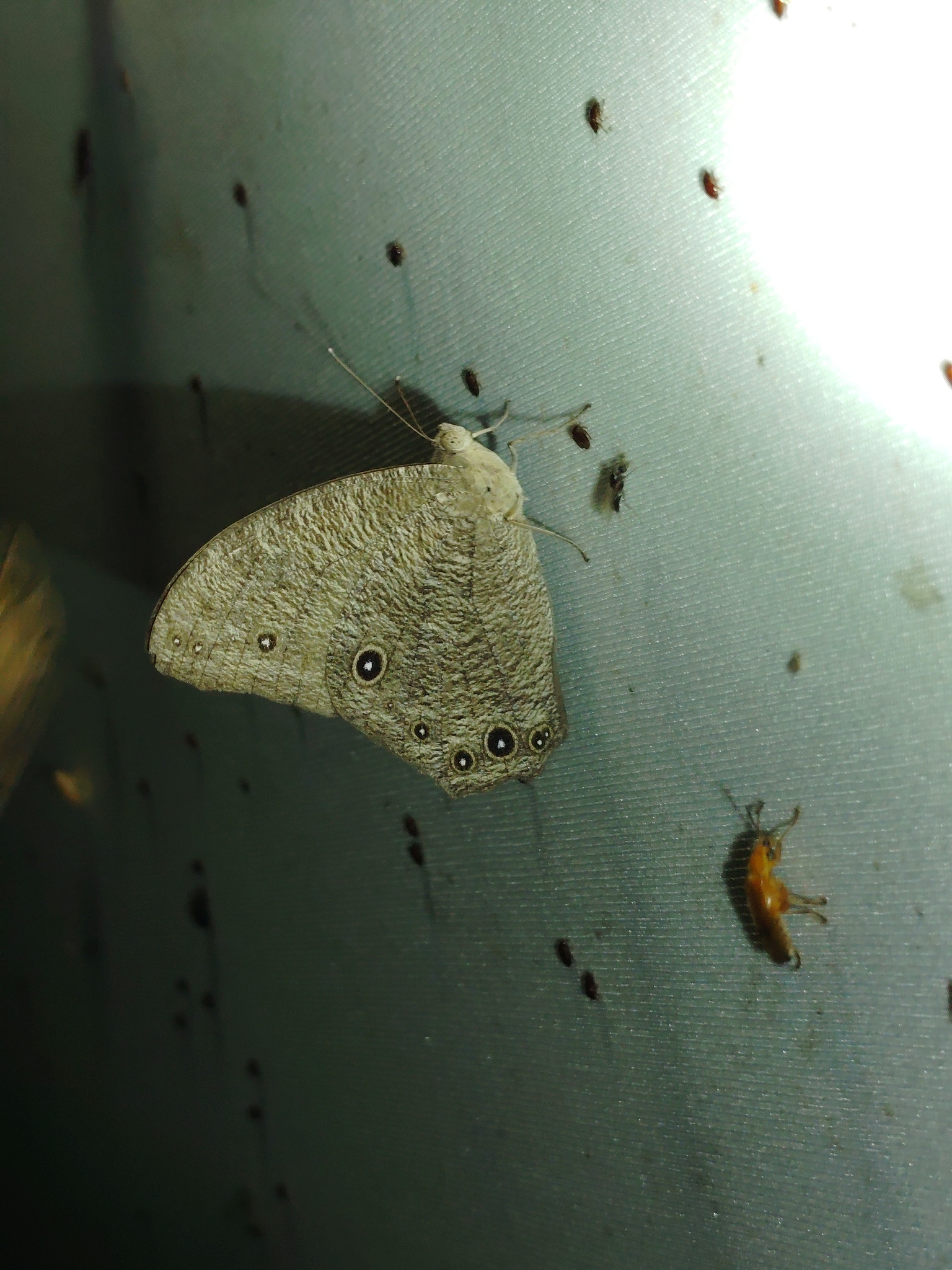 Common Evening Brown