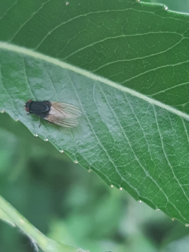 Minettia longipennis, 6744 WN Ederveen, Nederland, photo 3 of 10