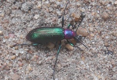 Strongylium auratum