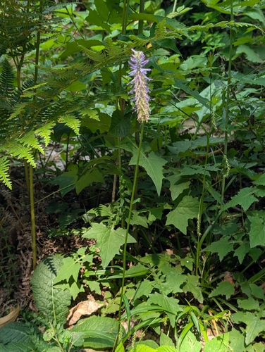 Phyteuma scorzonerifolium, photograph 3