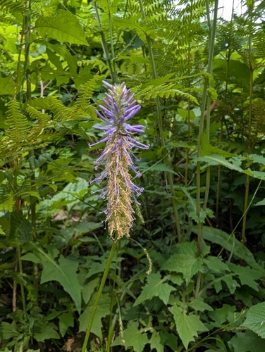Phyteuma scorzonerifolium, photograph 4