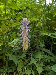 (c) Dié 90, some rights reserved (CC BY) Phyteuma scorzonerifolium, photograph (c) Dié 90, some rights reserved (CC BY)
