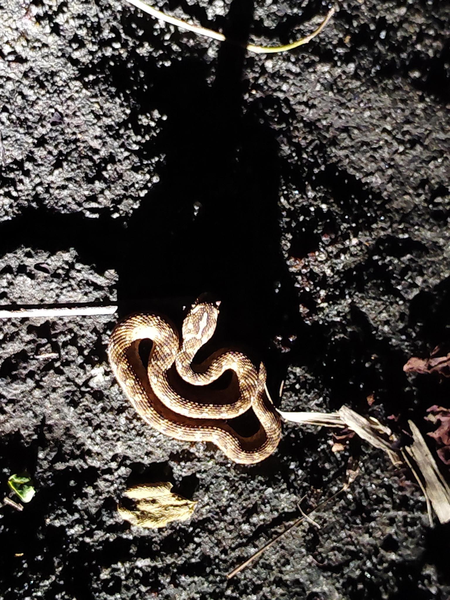 Sindh saw-scaled viper