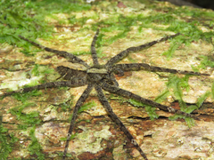 Enoploctenus maculipes