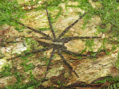 Enoploctenus maculipes