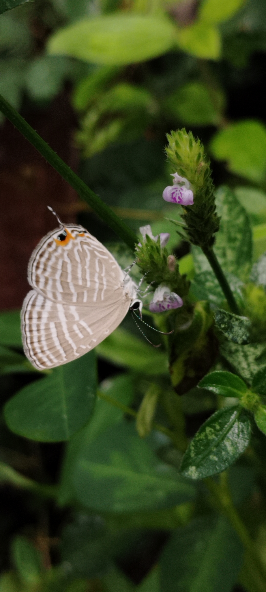 Common Cerulean