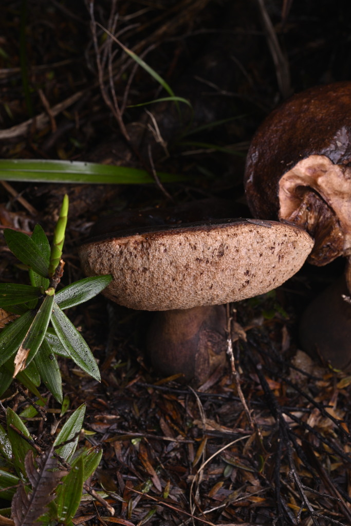 Tylopilus formosus · June 2025 · photo: © invertebratist (iNaturalist, cc-by-nc)