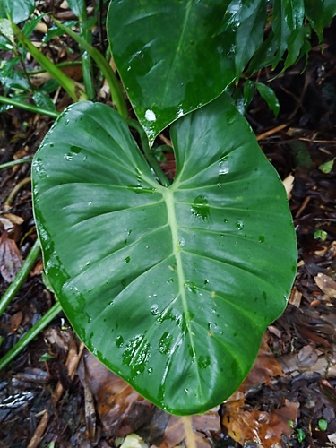 Philodendron schottianum