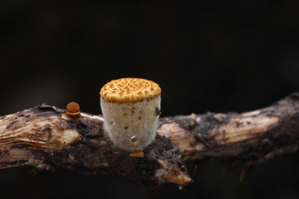 Crucibulum simile · June 2025 · photo: © invertebratist (iNaturalist, cc-by-nc)