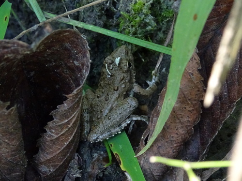 Blanchard's Cricket Frog photographed in Kansas